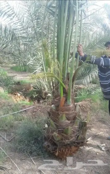 نخيل مثمر للبيع صقعي سكري اخلاص هلالي مجدوله شيشي برحي 0