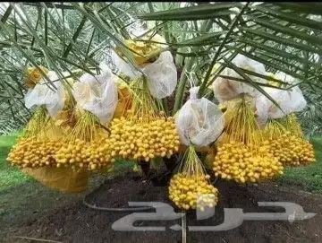 نخيل مثمر للبيع صقعي سكري اخلاص هلالي مجدوله شيشي برحي 6