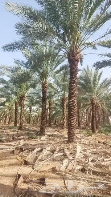 يوجد لدينا جميع أنواع النخيل العربي والواشنطني 3