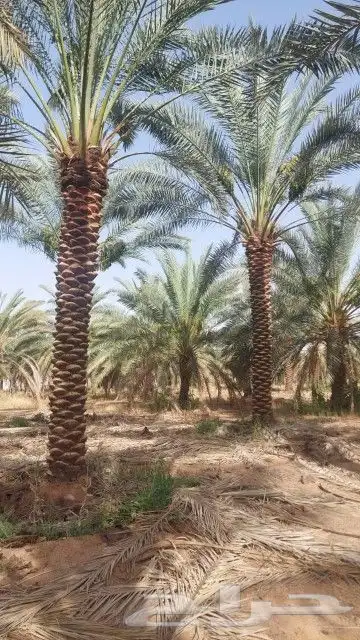 يوجد لدينا جميع أنواع النخيل العربي والواشنطني 0