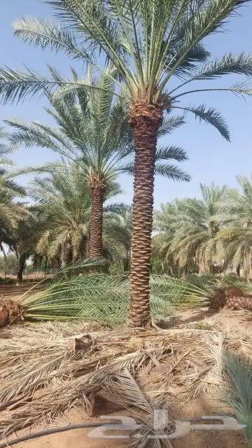 يوجد لدينا جميع أنواع النخيل العربي والواشنطني 7