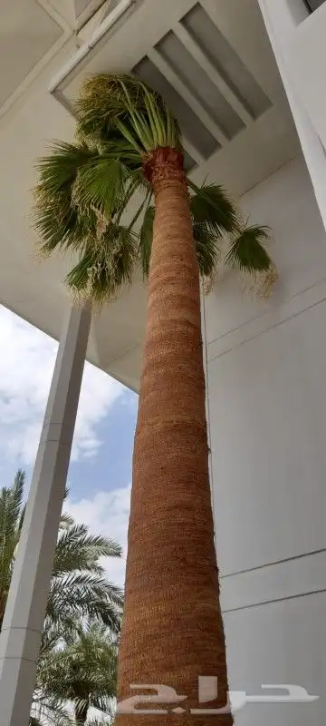 يوجد لدينا جميع أنواع النخيل العربي والواشنطني 6