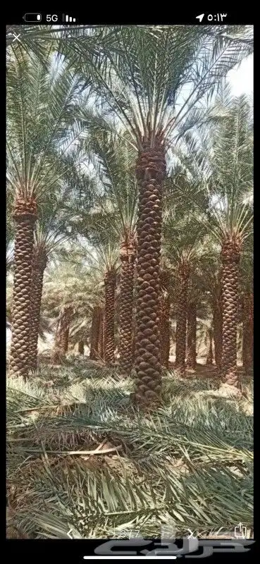 يوجد لدينا جميع أنواع النخيل العربي والواشنطني 4