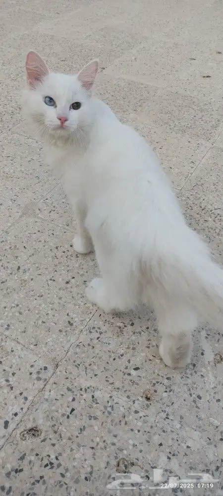 قط للتبني 1