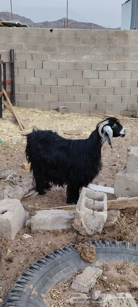عنز حليب طيبه ماشاء الله تبارك الرحمن حليب وافر 0