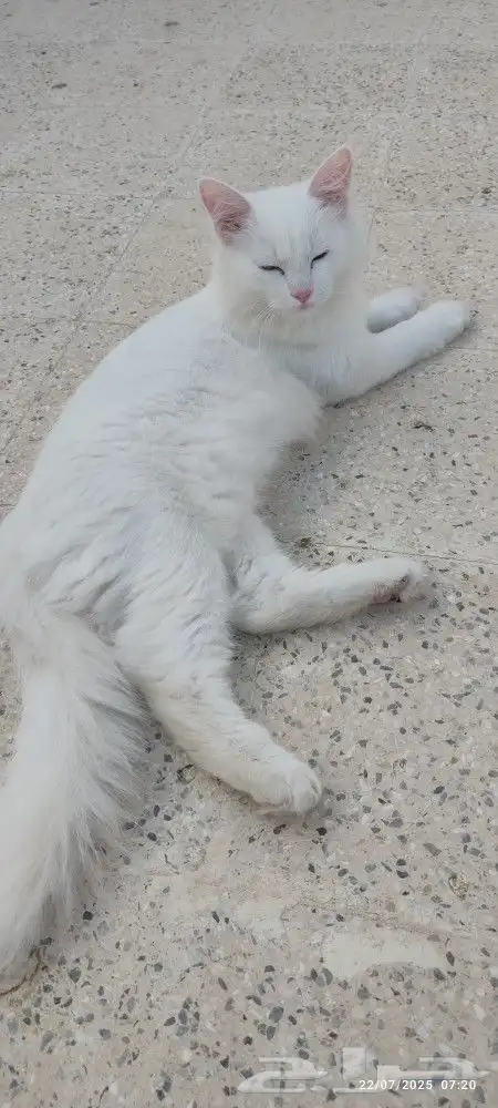 قط للتبني 0