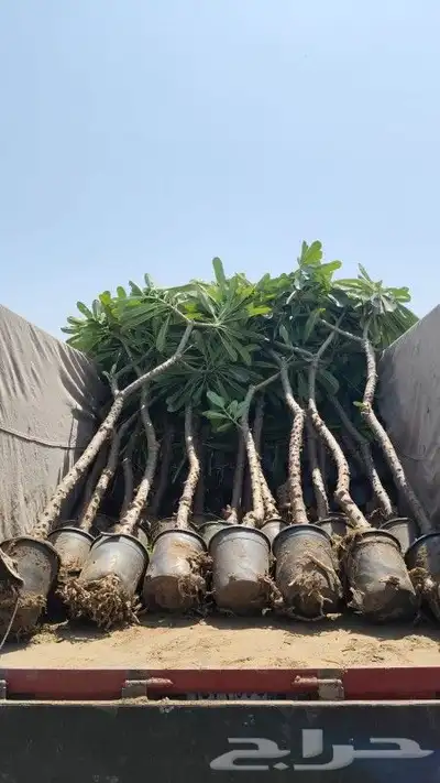 شتلات ياسمين هندي 5
