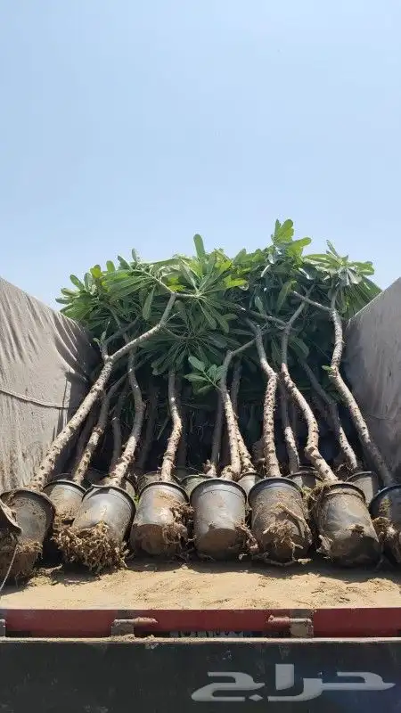 شتلات ياسمين هندي 5