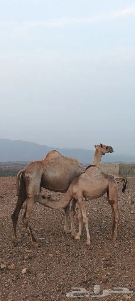 للبيع ناقه محور 3