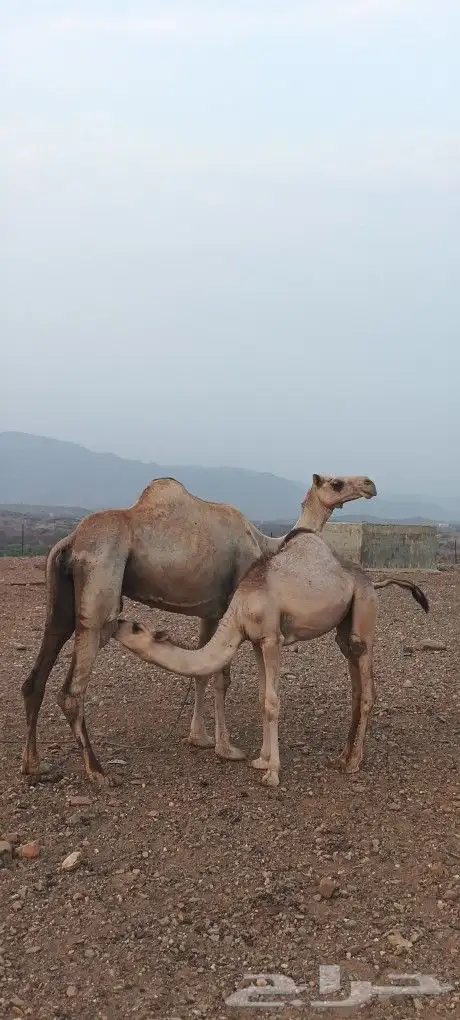للبيع ناقه محور 2