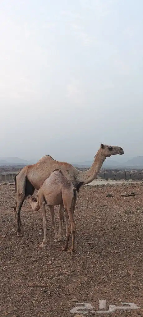 للبيع ناقه محور 4