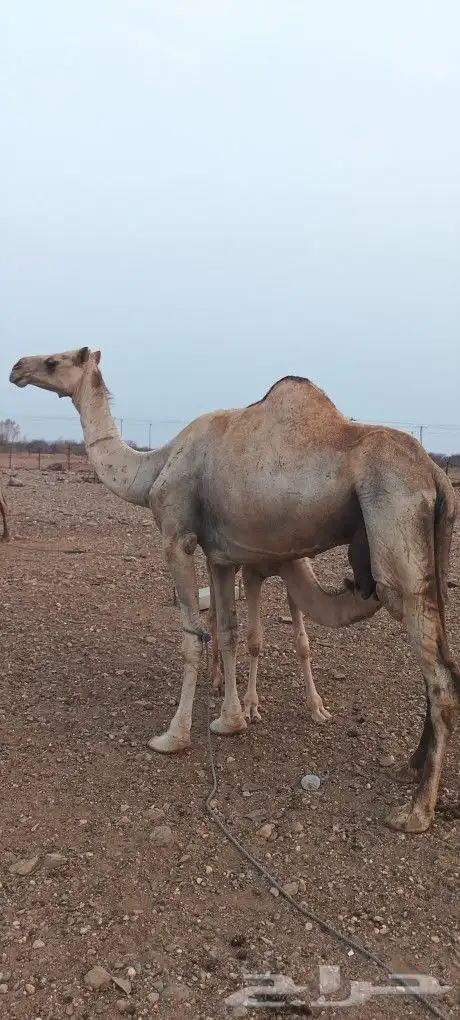 للبيع ناقه محور 1