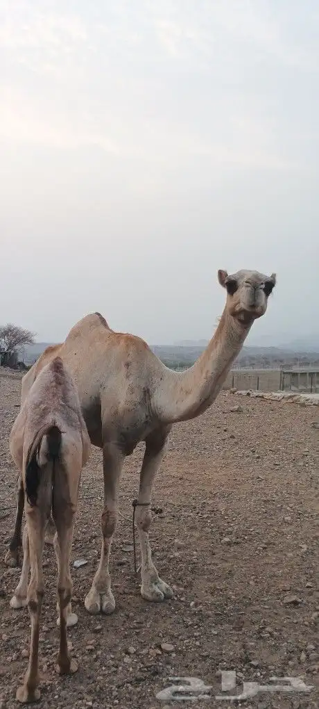 للبيع ناقه محور 0