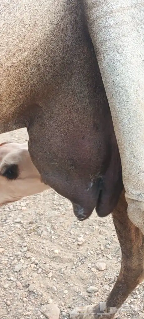 للبيع ناقه محور 6