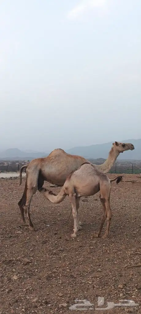 للبيع ناقه محور 5