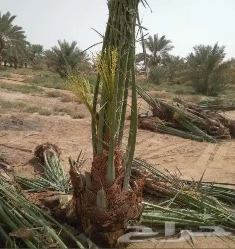 نخيل مثمر للبيع صقعي سكري اخلاص هلالي مجدوله شيشي برحي 4