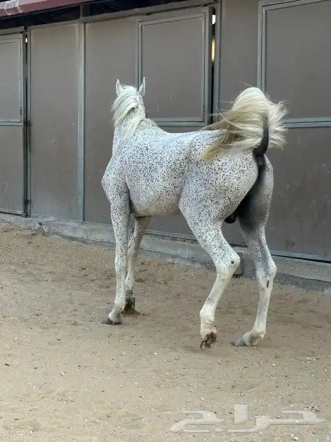 حصان شعبي الاسم هجرز الطول 155 العمر 4سنوات معسوف هادئ 2