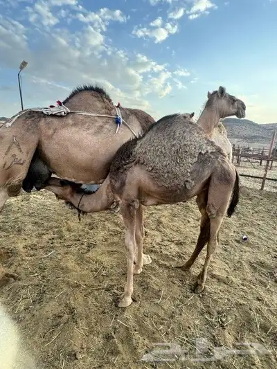 ناقه خلفه للبيع 7