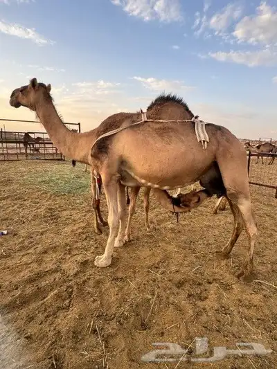 ناقه خلفه للبيع 1