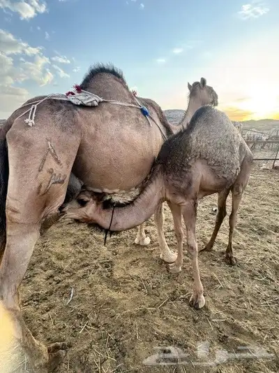 ناقه خلفه للبيع 3