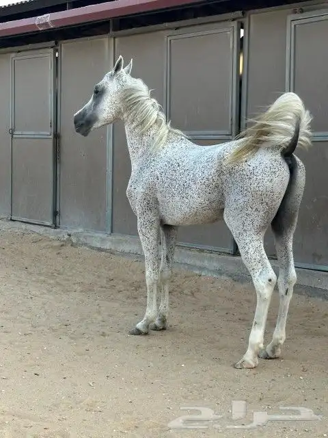 حصان شعبي الاسم هجرز الطول 155 العمر 4سنوات معسوف هادئ 1