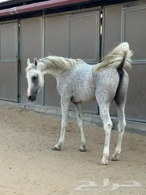 حصان شعبي الاسم هجرز الطول 155 العمر 4سنوات معسوف هادئ 0