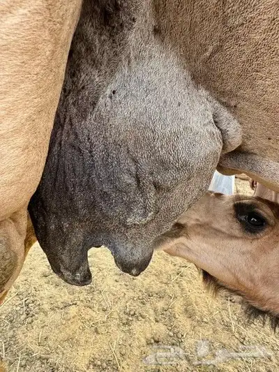 ناقه خلفه للبيع 6