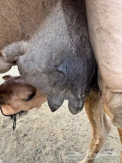 ناقه خلفه للبيع 5