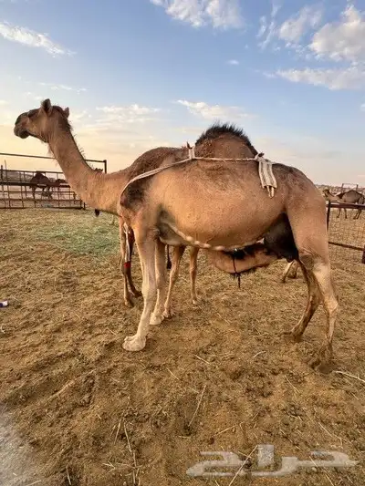 ناقه خلفه للبيع 2