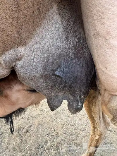 ناقه خلفه للبيع 4