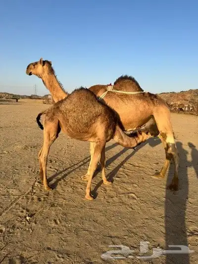 ناقه خلفه للبيع 0