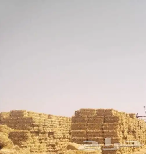 تبن قمح 0