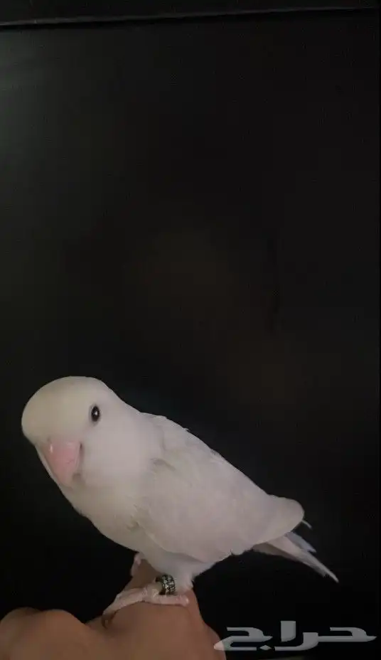 ذكر روز تربيه 2