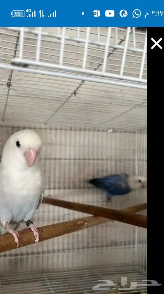 ذكر روز تربيه 1