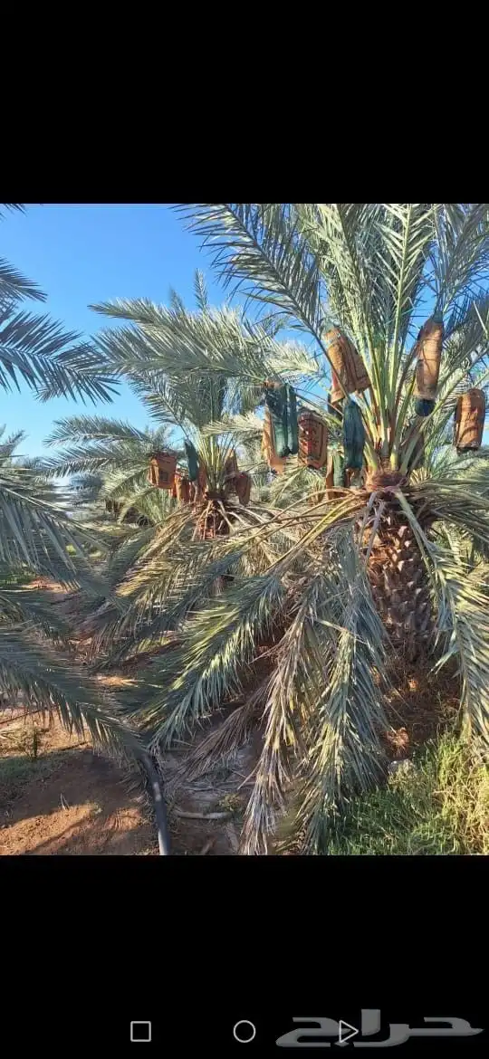 مزرعة للبيع المليليح بالمليليح 9