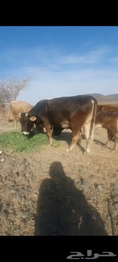ثور   للبيع 0