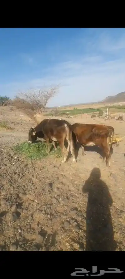 ثور   للبيع 1