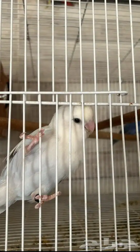 ذكر روز تربيه 4