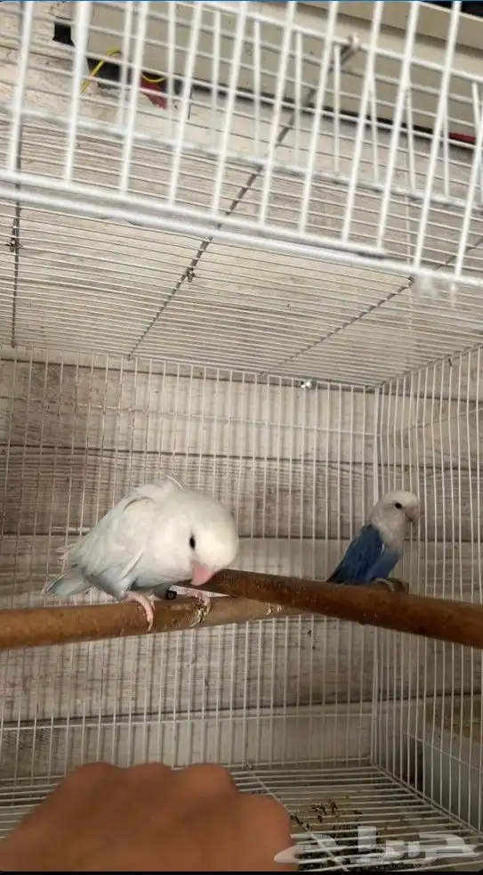 ذكر روز تربيه 0