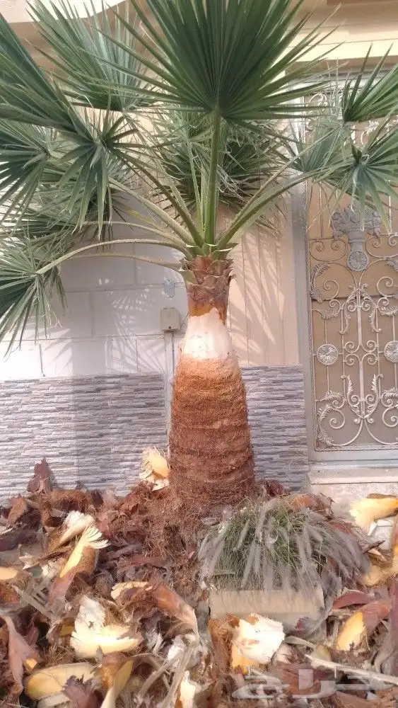 يوجد لدينا جميع أنواع النخيل العربي والواشنطني 2