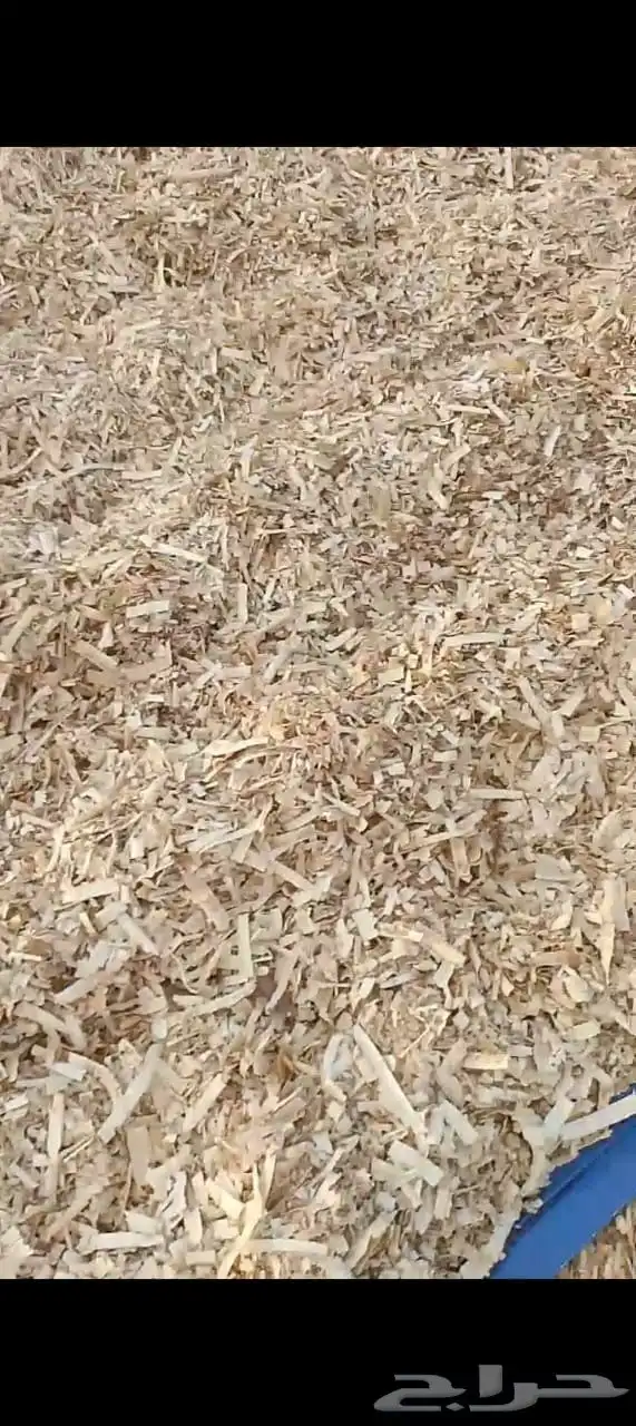 نشاره خشب الدجاج وا خايل 2