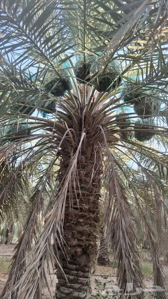تنظيف النخيل الواشنطني والعربي وخراف التمر 5