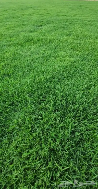 إنجيلة سي الفين طبيعي وخلاب 4