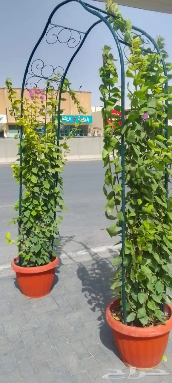 مشتل وتنسيق الحدائق 5