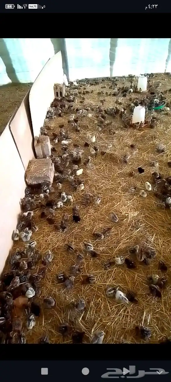 صوص فيومي بيور من أصل الفيومي الجامبوا شرط 0