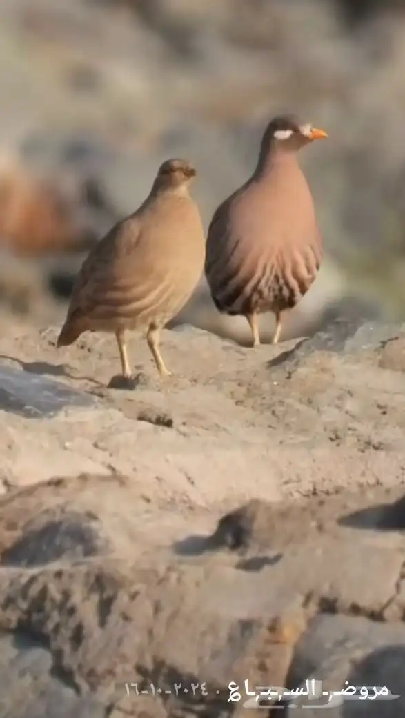 طريب 1