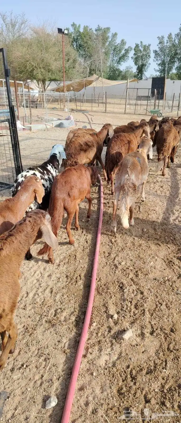 برابر وتيوس المزاحميه تبارك الله والسعر 500 3