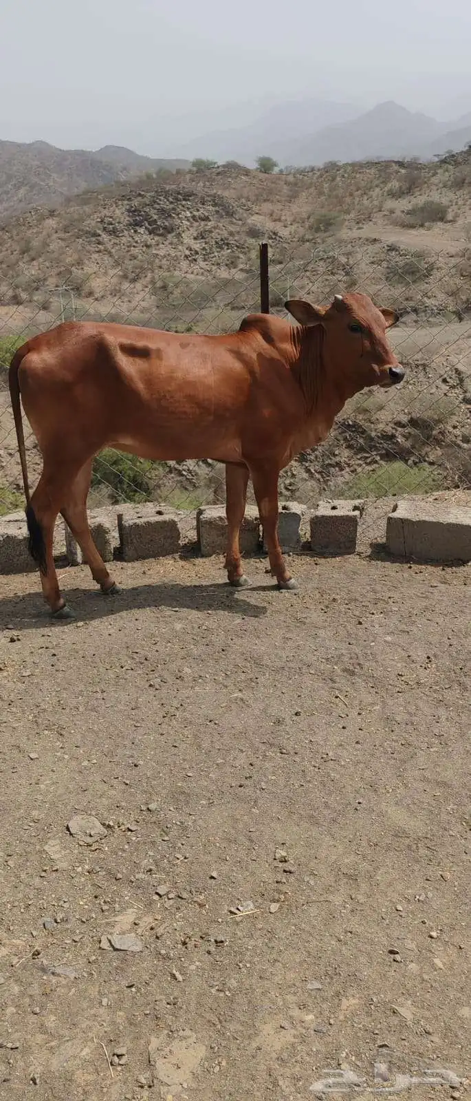 خبشة حمرا للبيع 5
