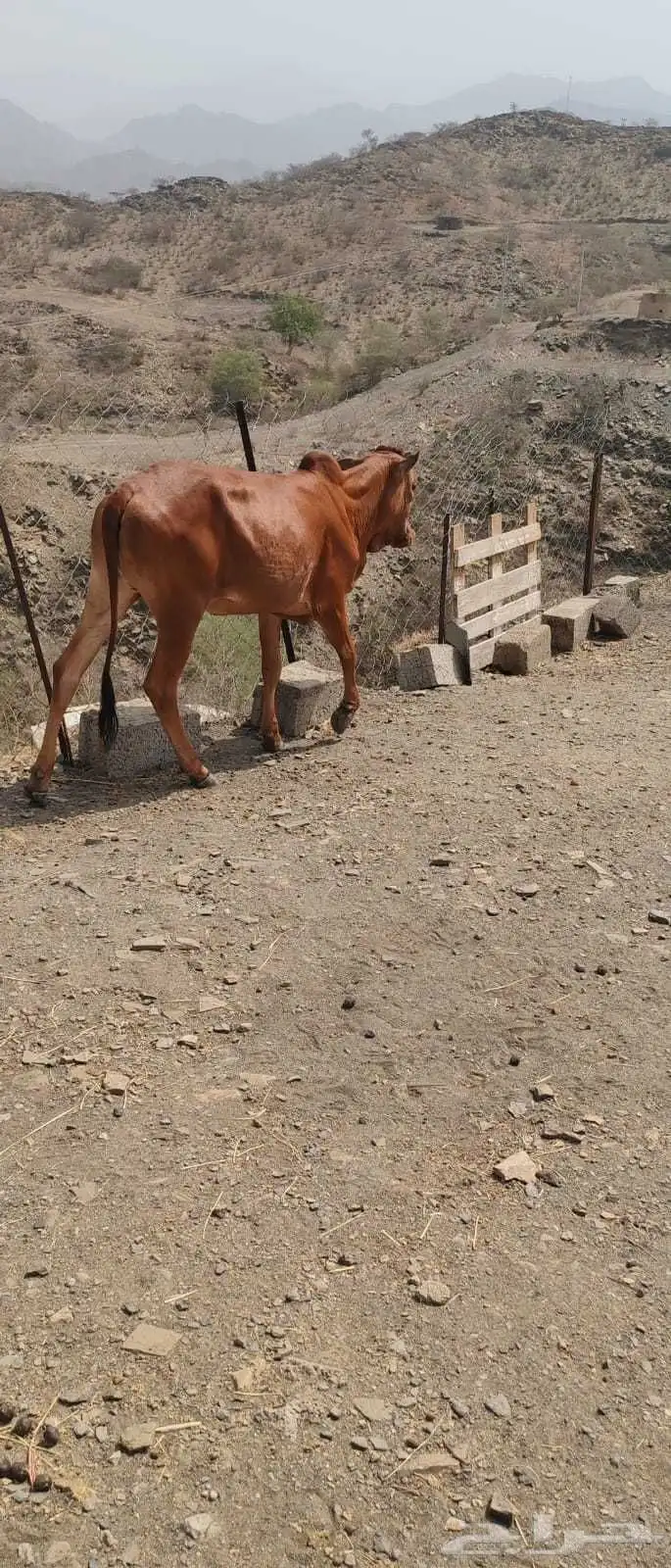 خبشة حمرا للبيع 3