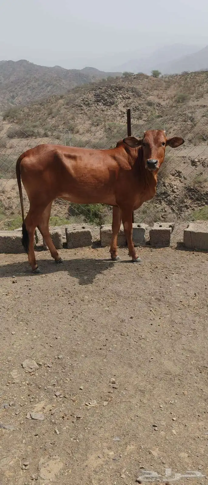 خبشة حمرا للبيع 2